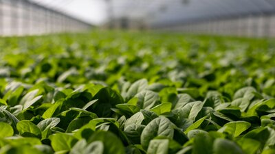 Vegetables in a greenhouse