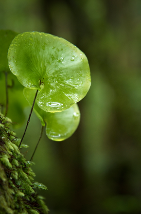 Nature - Getty Images