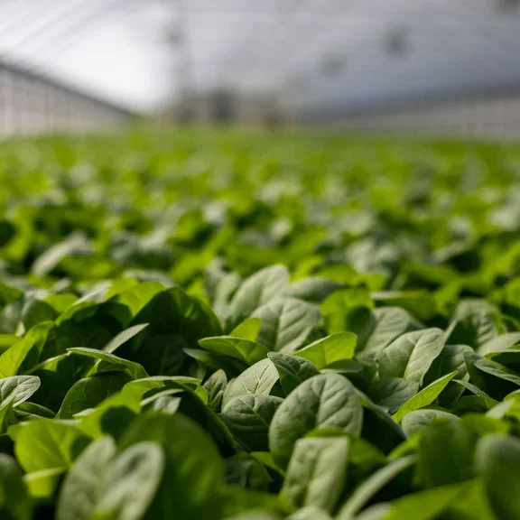 Vegetables in a greenhouse